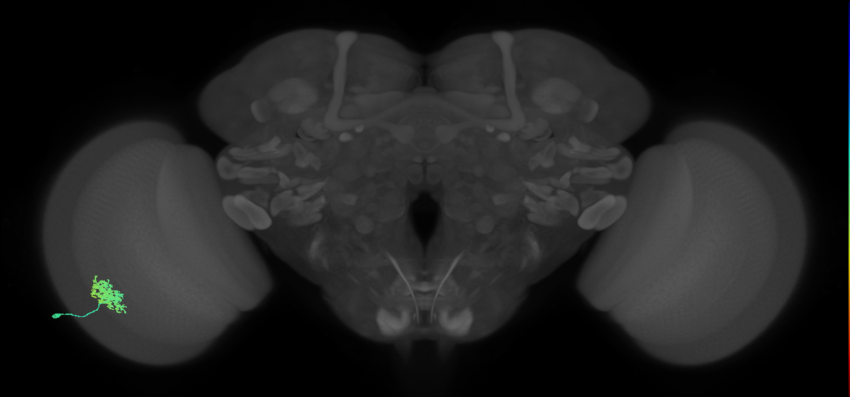 Dm12_L (MaleCNS:56089)
