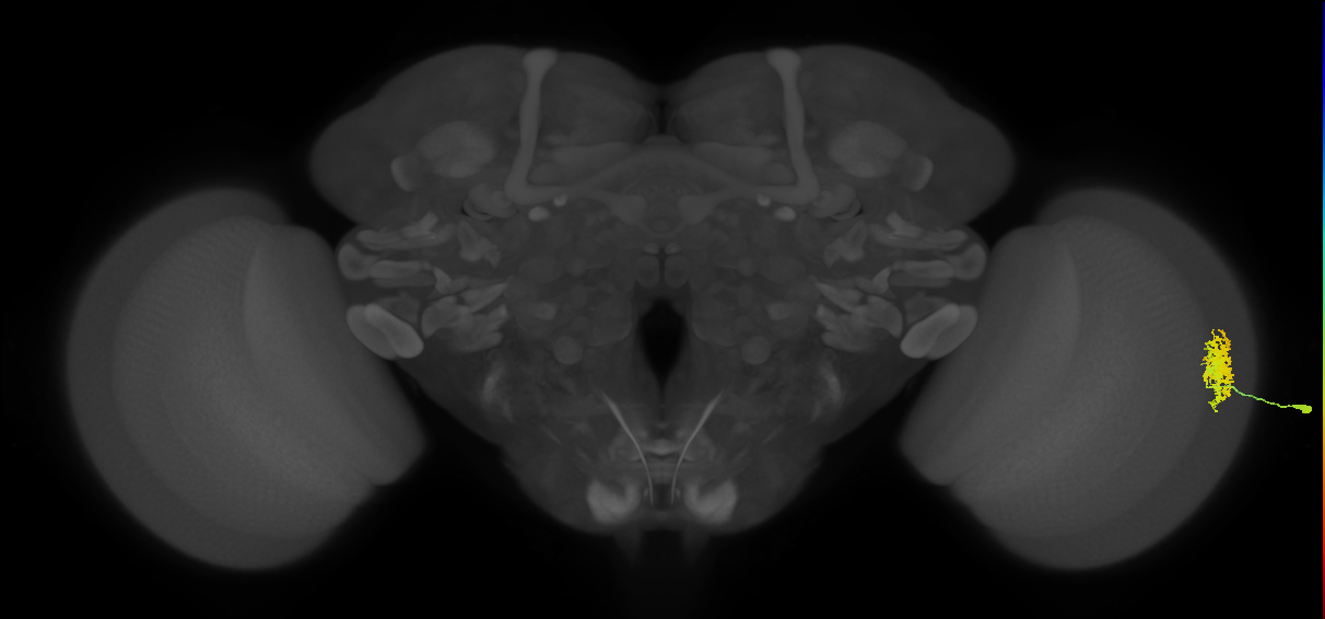 Dm12_R (MaleCNS:38050)