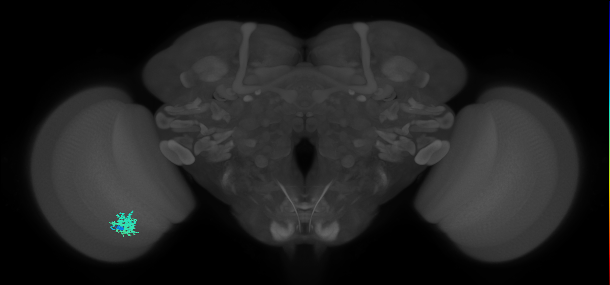Dm12_L (MaleCNS:72420)