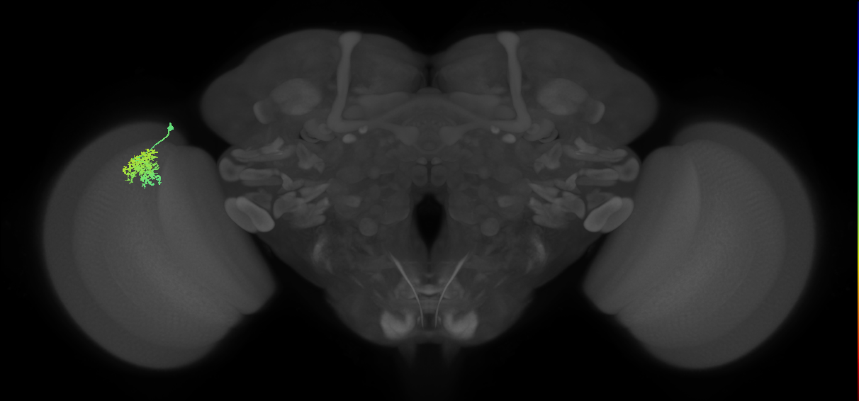 Dm12_L (MaleCNS:548425)