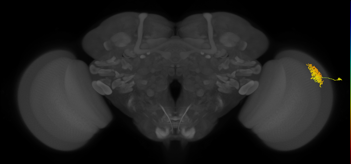 Dm12_R (MaleCNS:39785)