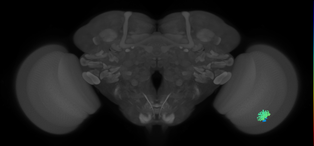 Dm12_R (MaleCNS:40082)