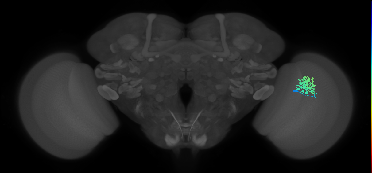Dm12_R (MaleCNS:207598)