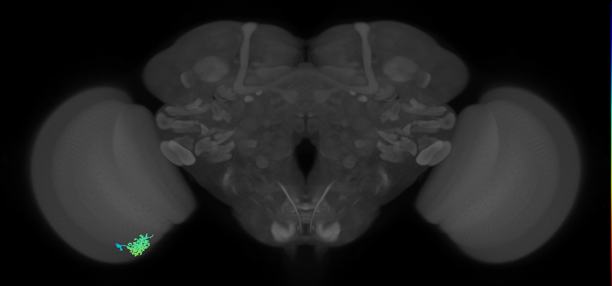 Dm12_L (MaleCNS:70417)