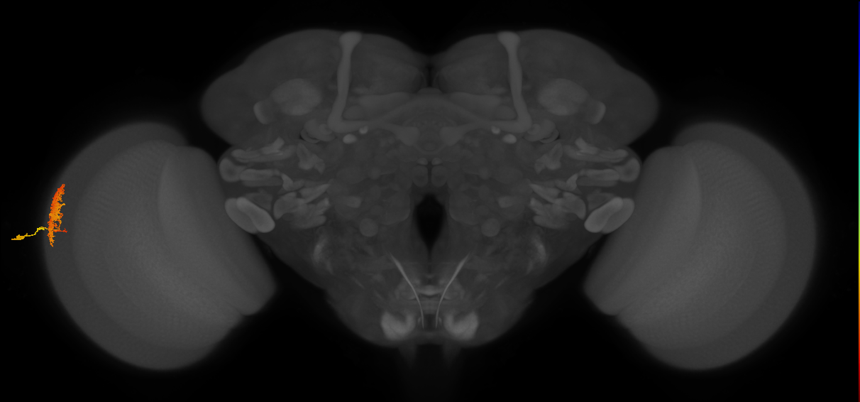 Dm12_L (MaleCNS:117297)