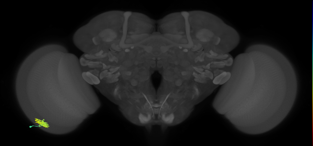 Dm12_L (MaleCNS:53946)