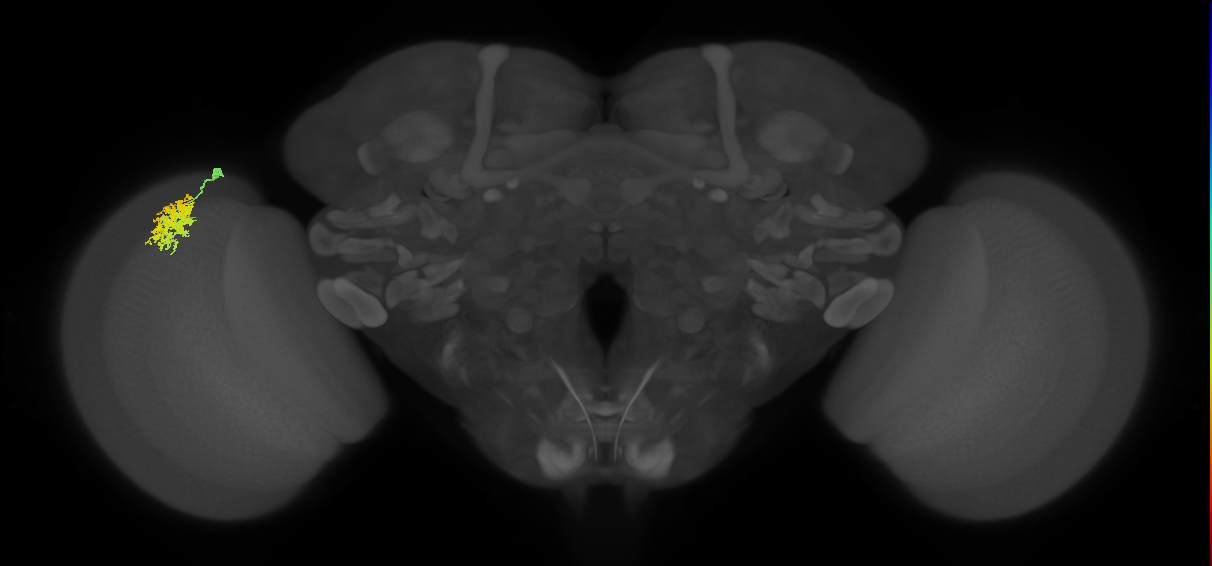 Dm12_L (MaleCNS:66627)