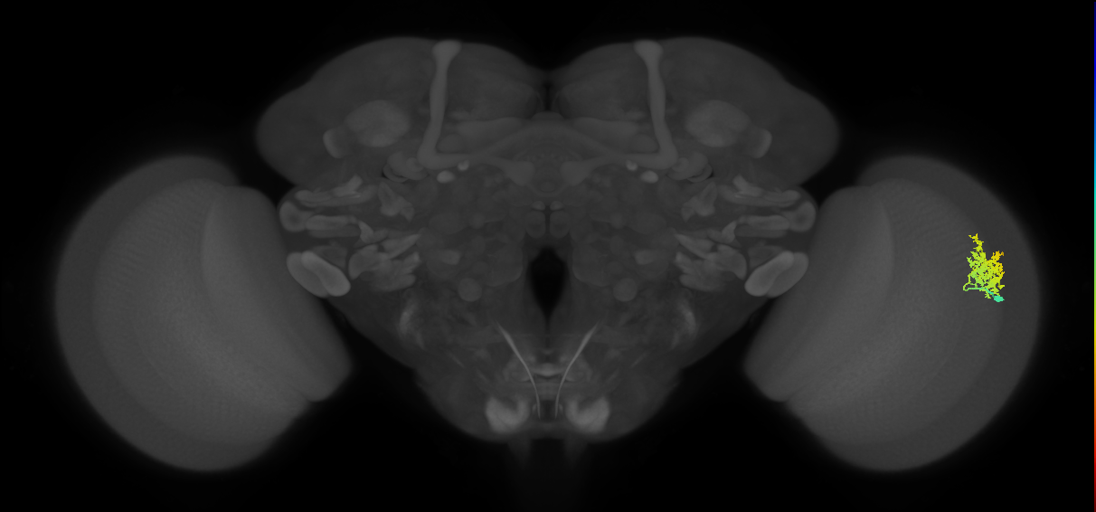 Dm12_R (MaleCNS:37074)