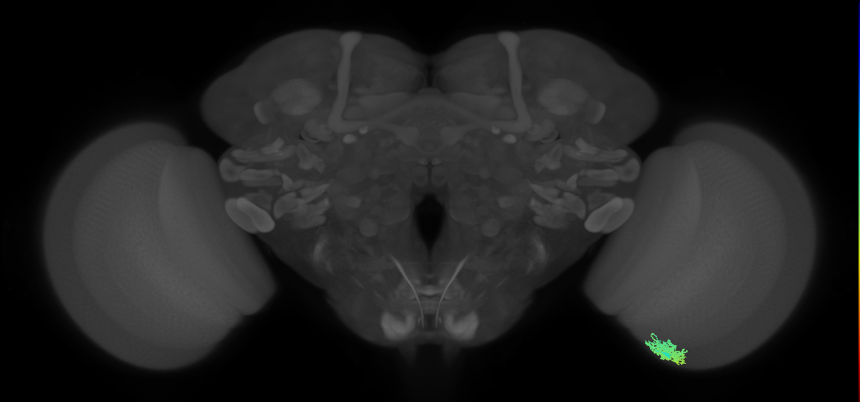 Dm12_R (MaleCNS:46936)
