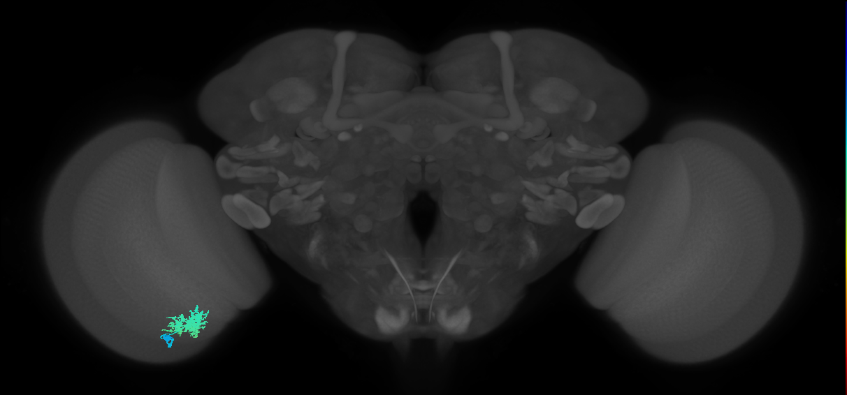 Dm12_L (MaleCNS:537953)