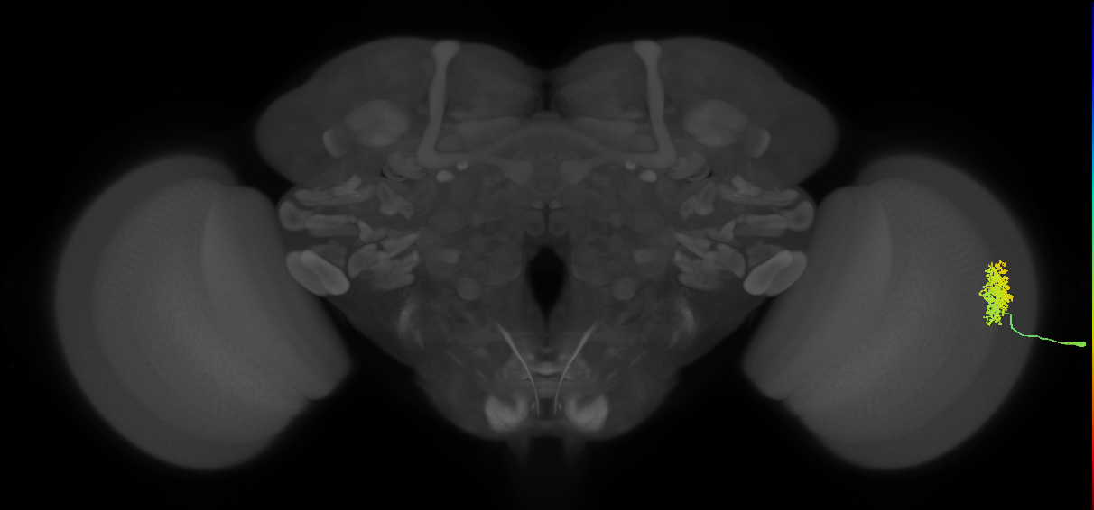 Dm12_R (MaleCNS:40929)