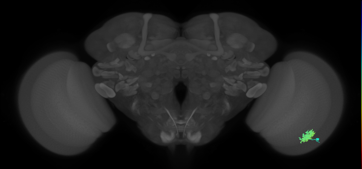 Dm12_R (MaleCNS:540497)