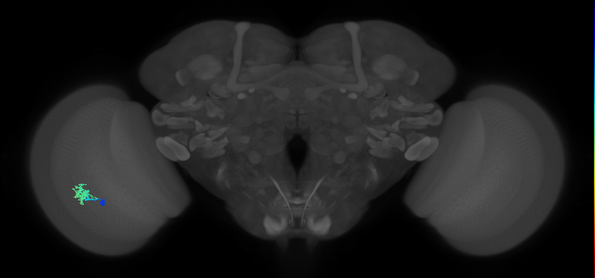 Dm12_L (MaleCNS:125203)