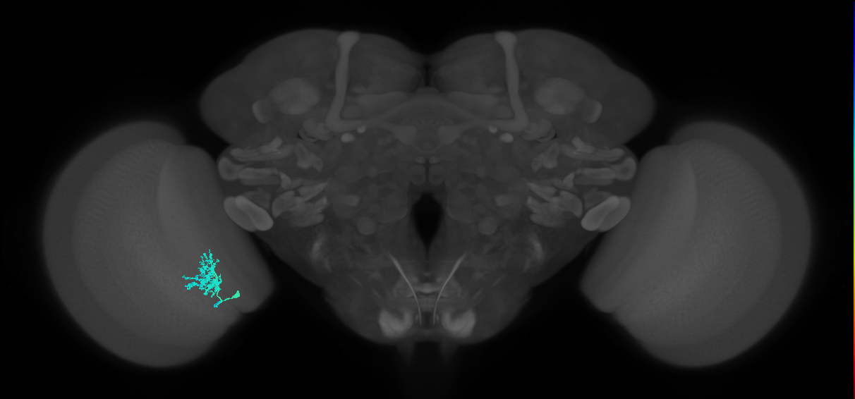 Dm12_L (MaleCNS:131681)