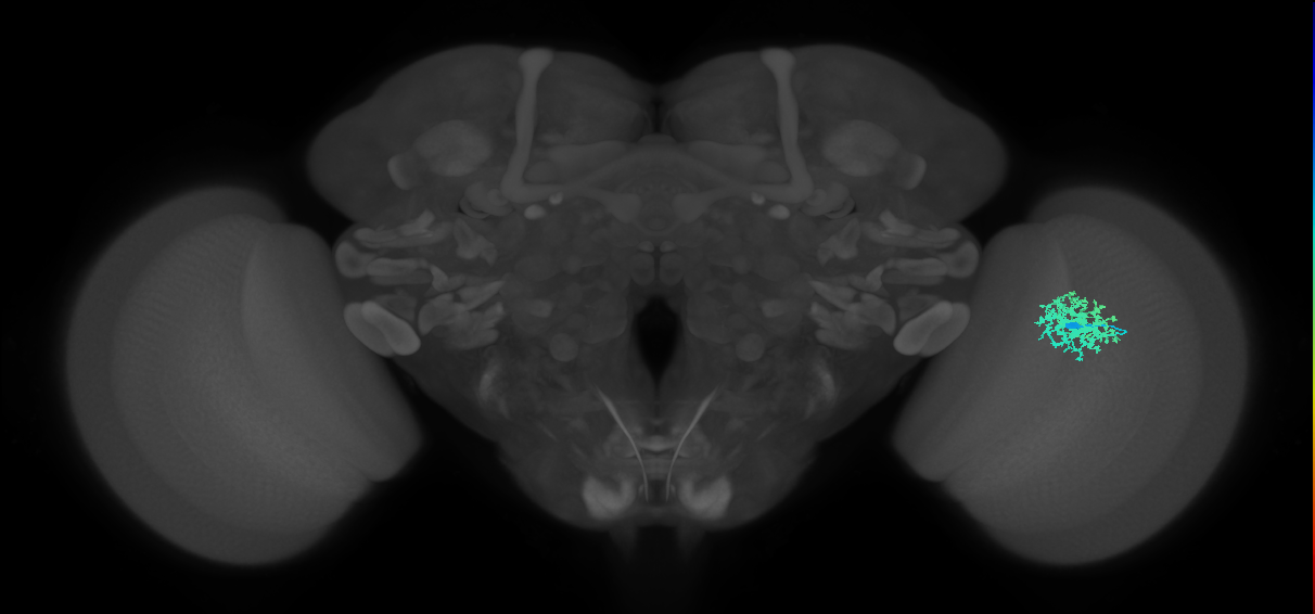 Dm12_R (MaleCNS:39226)