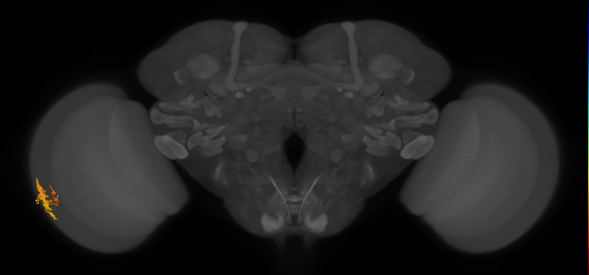 Dm12_L (MaleCNS:135471)