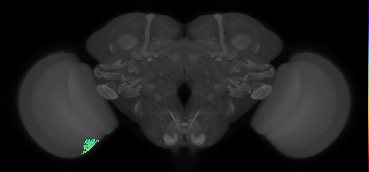 Dm12_L (MaleCNS:165770)