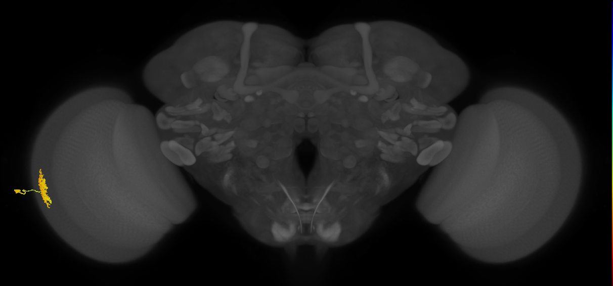 Dm12_L (MaleCNS:75890)