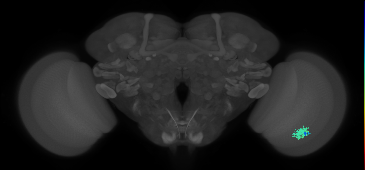 Dm12_R (MaleCNS:39923)