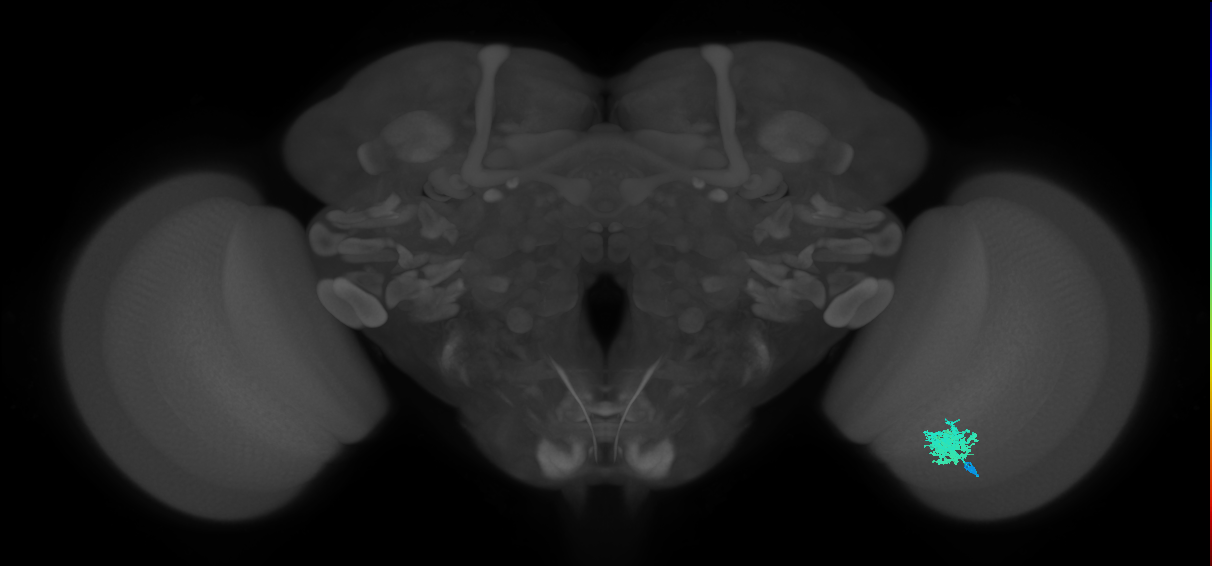 Dm12_R (MaleCNS:242745)