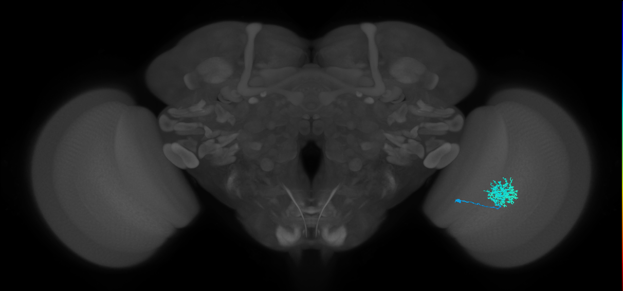 Dm12_R (MaleCNS:31153)