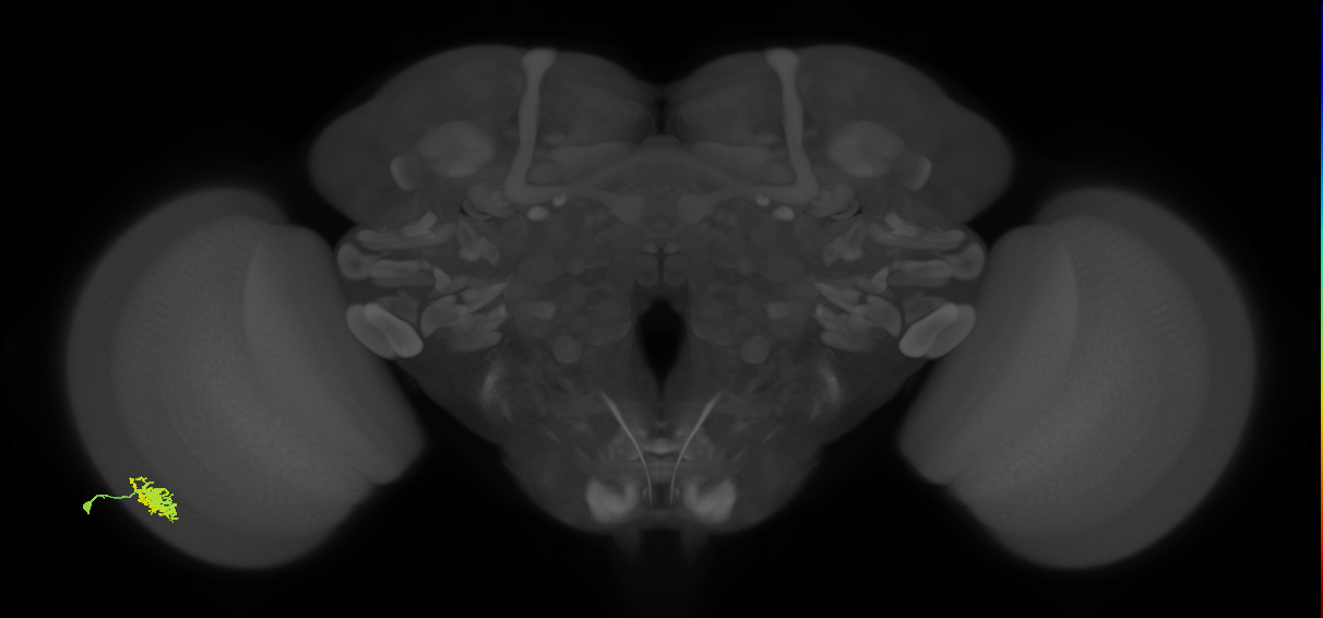 Dm12_L (MaleCNS:64111)