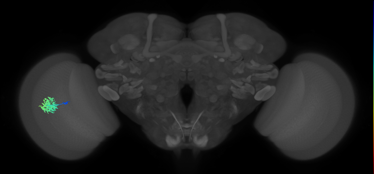 Dm12_L (MaleCNS:53357)