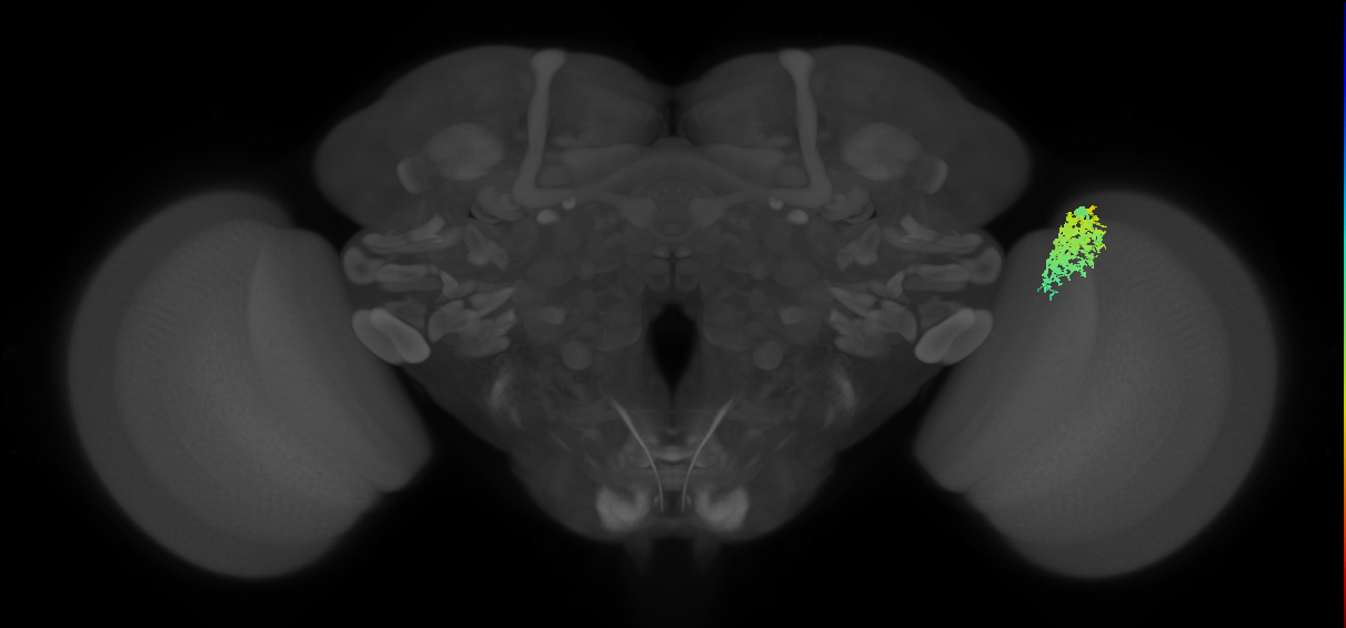 Dm12_R (MaleCNS:30851)