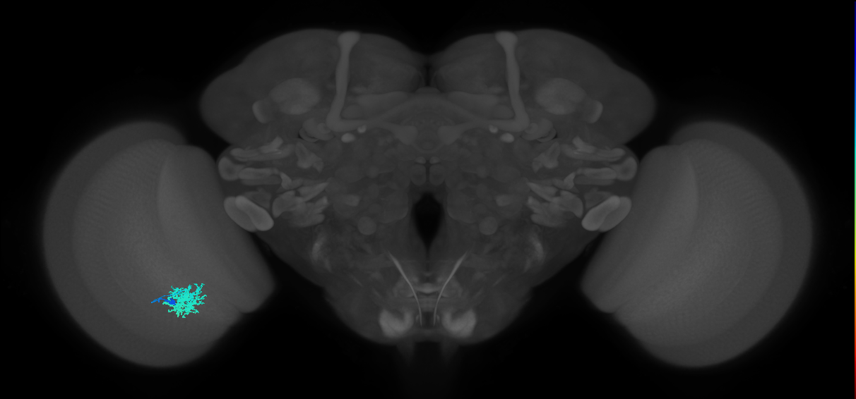 Dm12_L (MaleCNS:130404)