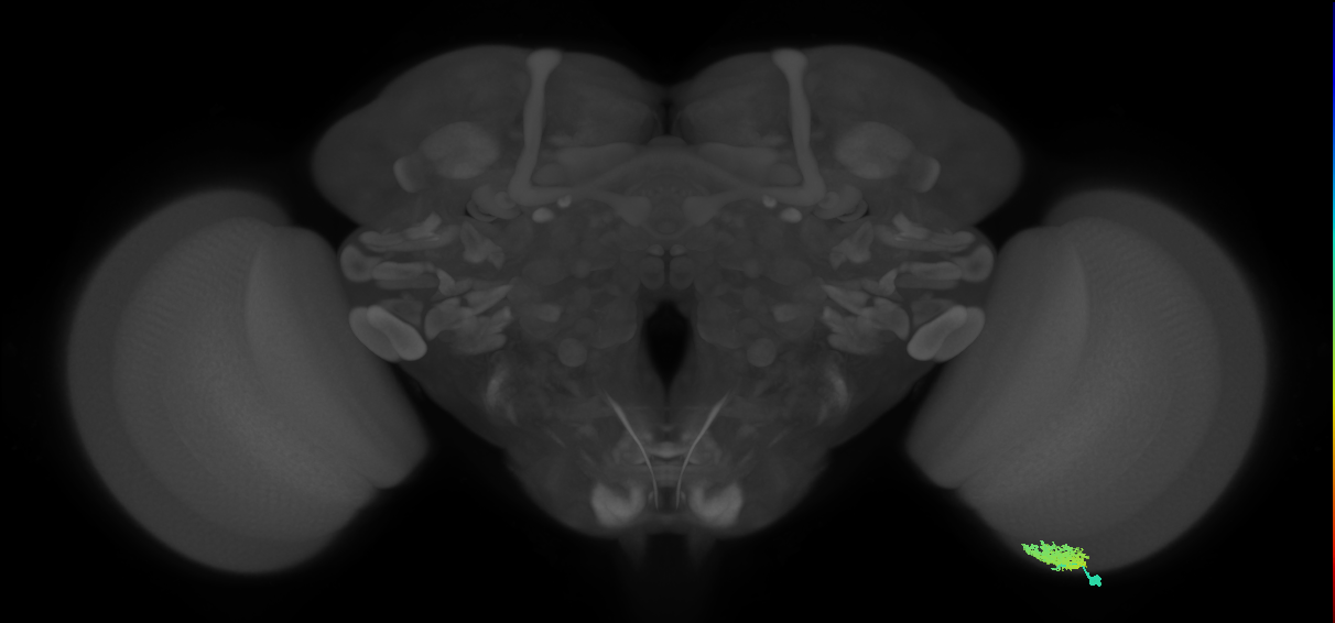 Dm12_R (MaleCNS:58855)