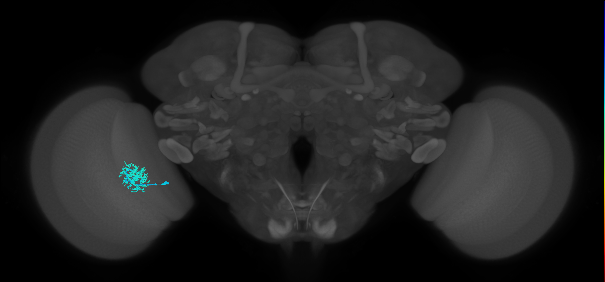 Dm12_L (MaleCNS:536662)