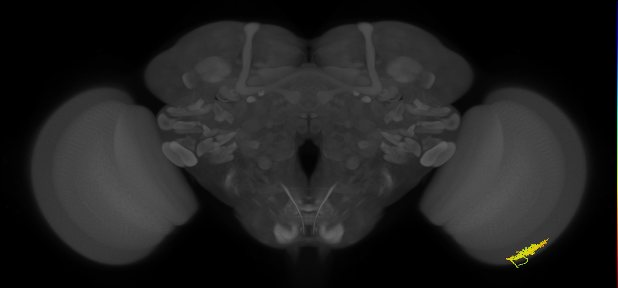Dm12_R (MaleCNS:39712)