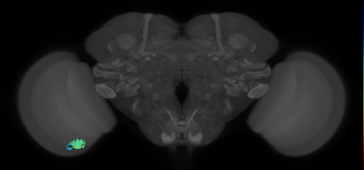 Dm12_L (MaleCNS:135173)