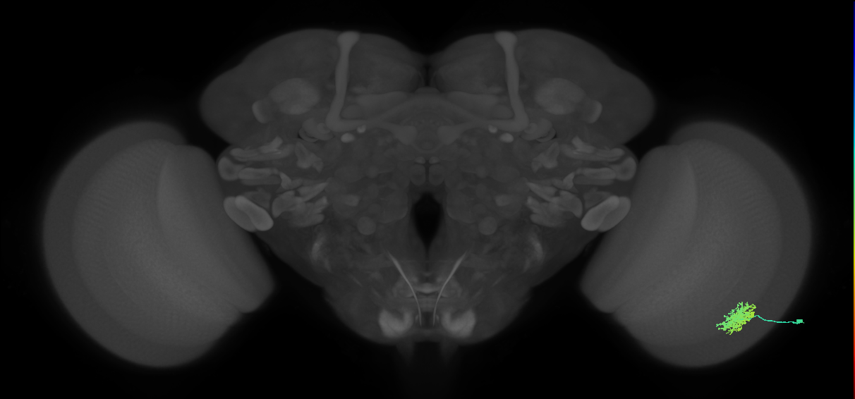Dm12_R (MaleCNS:42751)