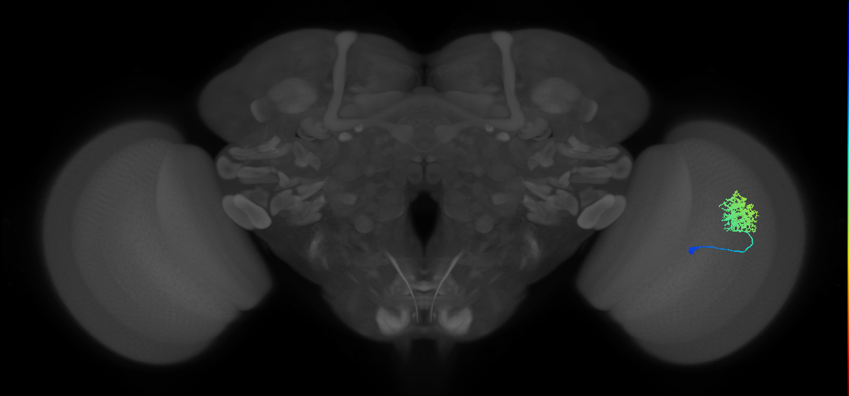 Dm12_R (MaleCNS:277216)