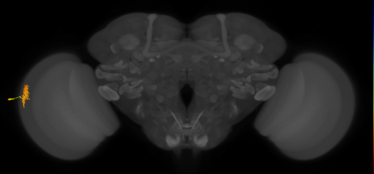 Dm12_L (MaleCNS:80375)