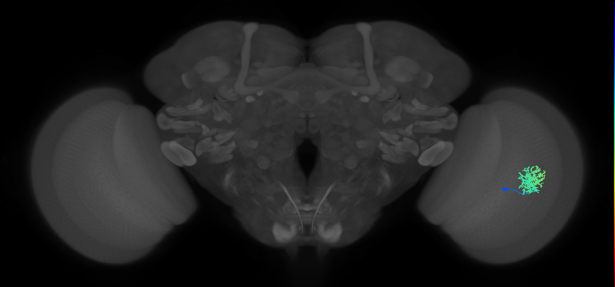 Dm12_R (MaleCNS:33671)