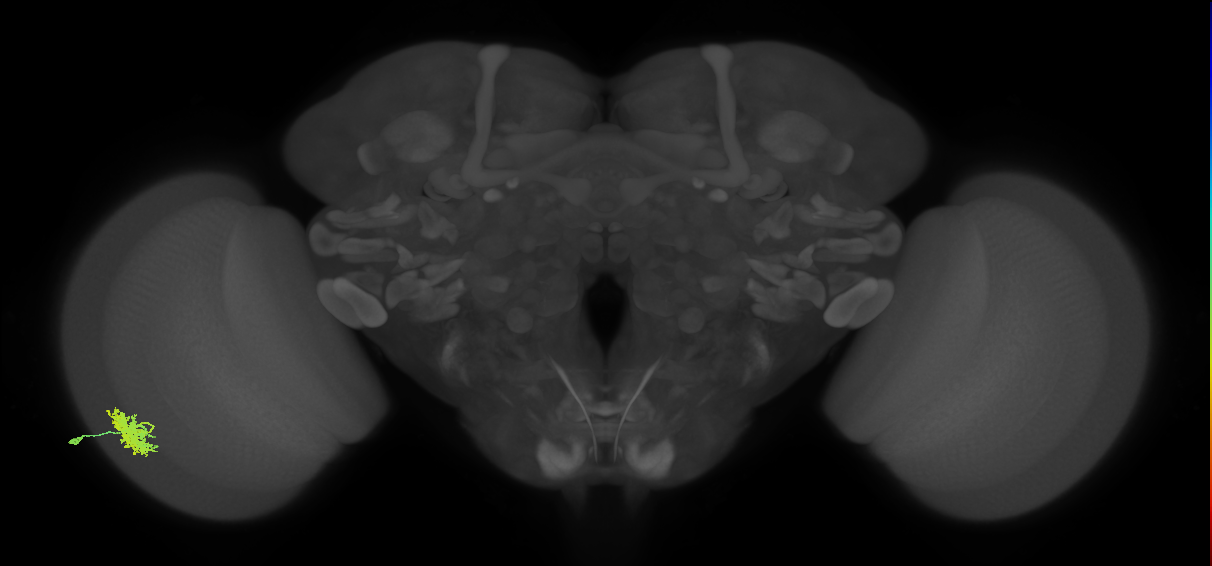 Dm12_L (MaleCNS:40669)