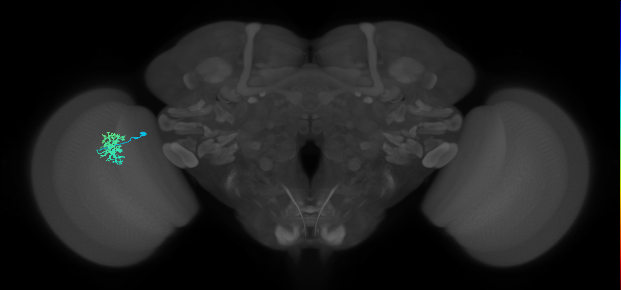 Dm12_L (MaleCNS:154112)
