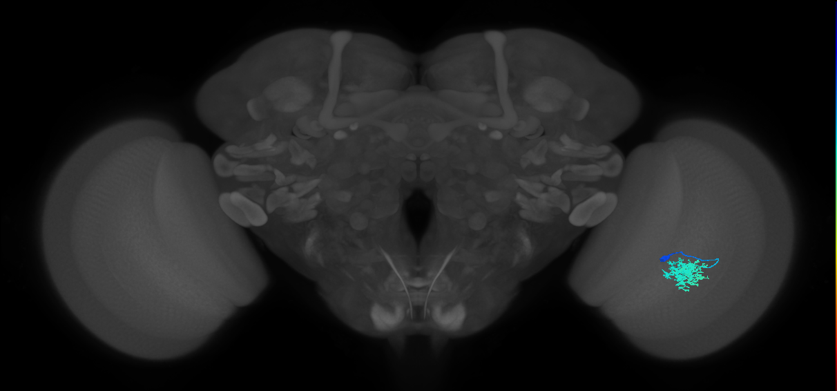 Dm12_R (MaleCNS:66920)