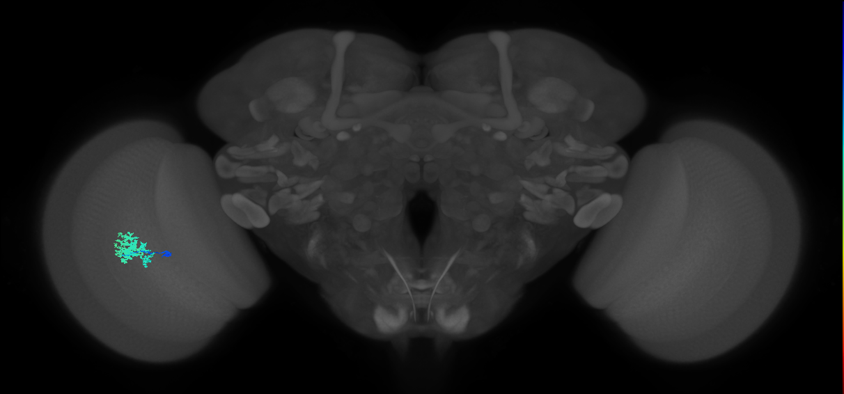 Dm12_L (MaleCNS:96603)
