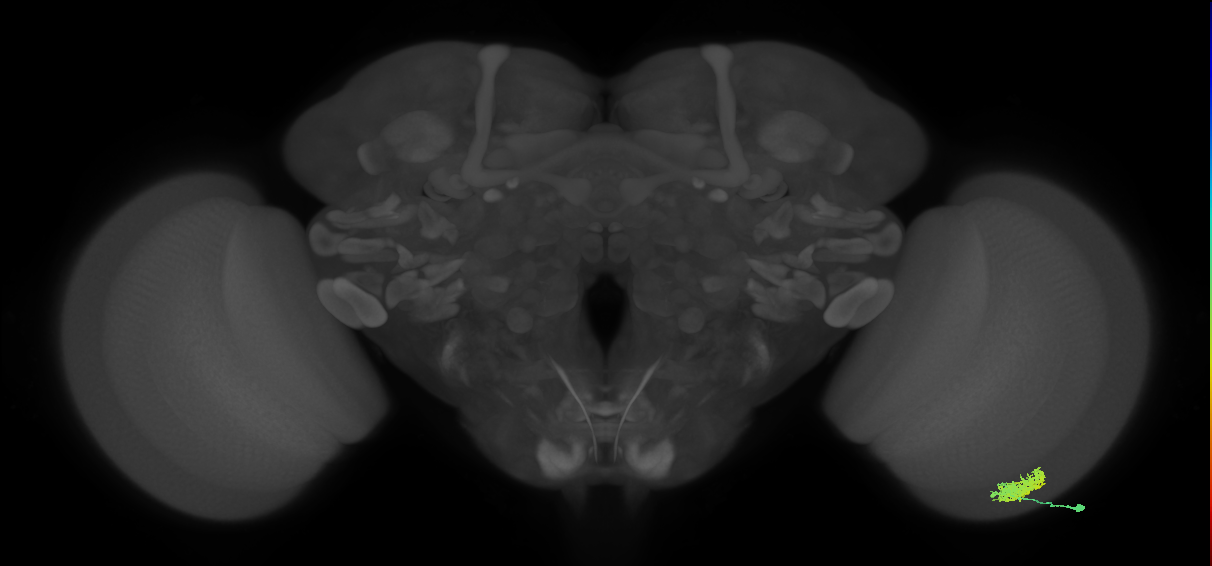 Dm12_R (MaleCNS:41876)