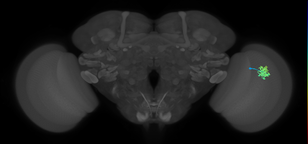 Dm12_R (MaleCNS:48513)