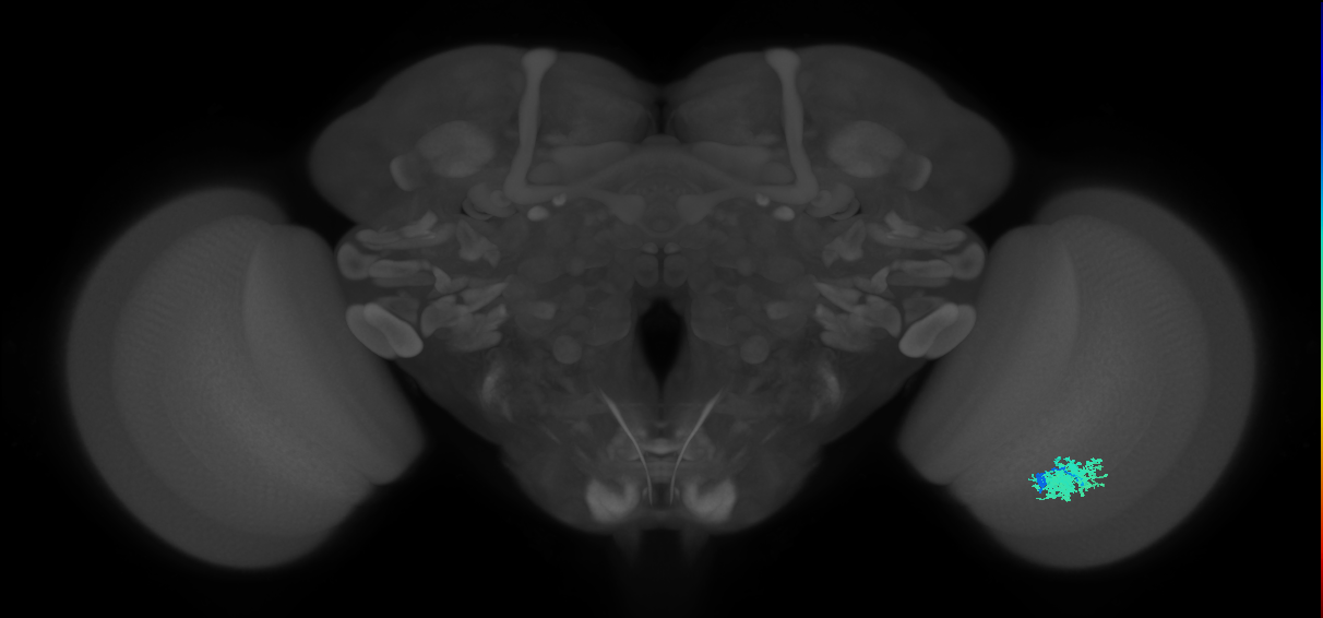 Dm12_R (MaleCNS:39965)