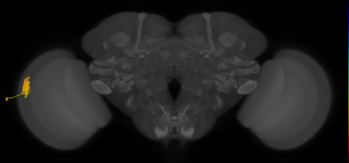 Dm12_L (MaleCNS:125621)