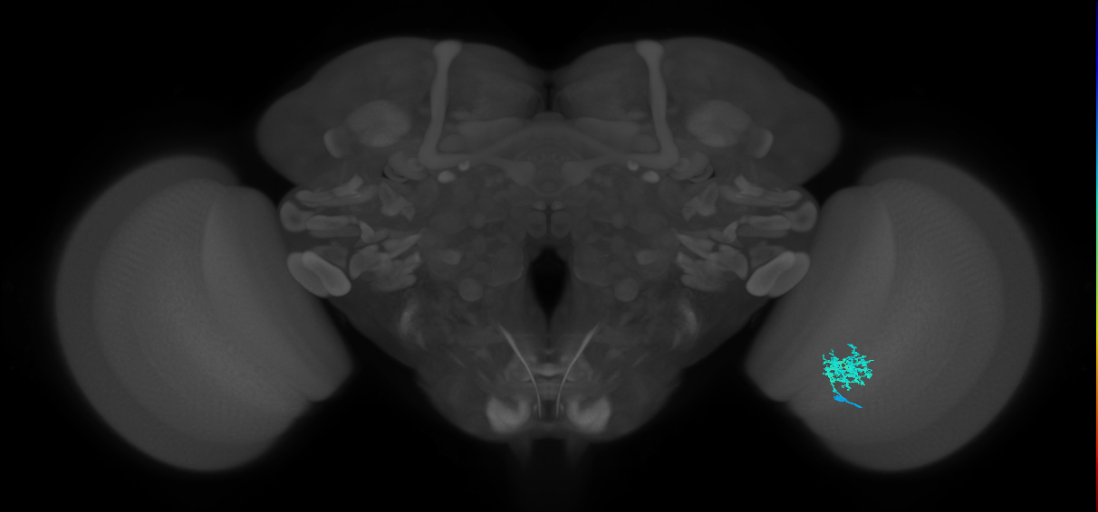 Dm12_R (MaleCNS:58263)