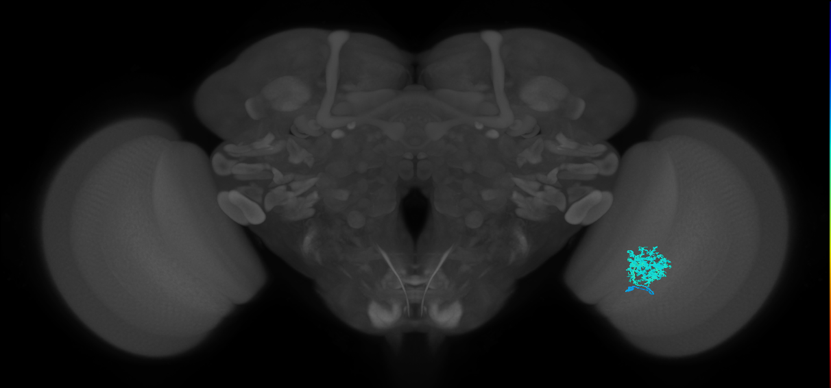 Dm12_R (MaleCNS:40254)