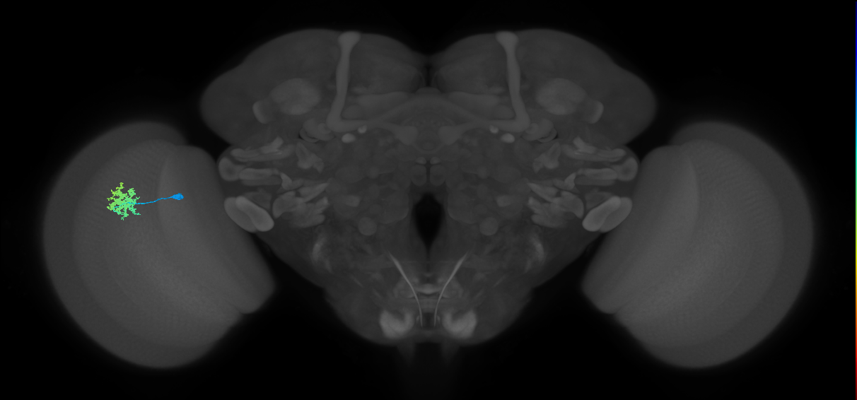 Dm12_L (MaleCNS:512340)