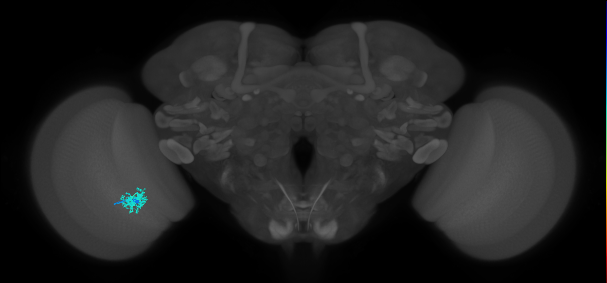 Dm12_L (MaleCNS:134804)
