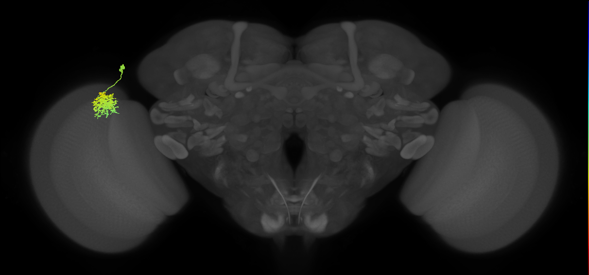 Dm12_L (MaleCNS:85962)